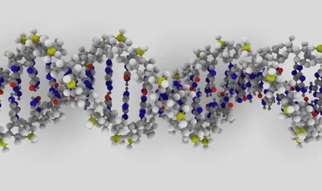 Molecules in a strand of DNA