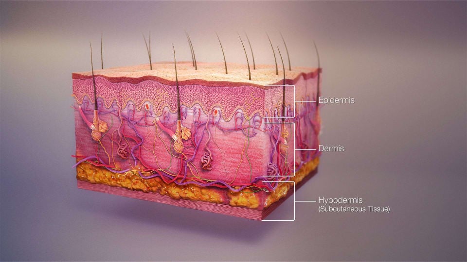 Cross section diagram showing the layers of skin