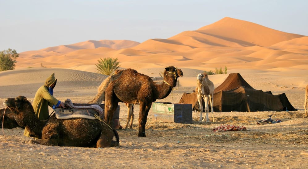 Camels and a tent in the Sahara desert