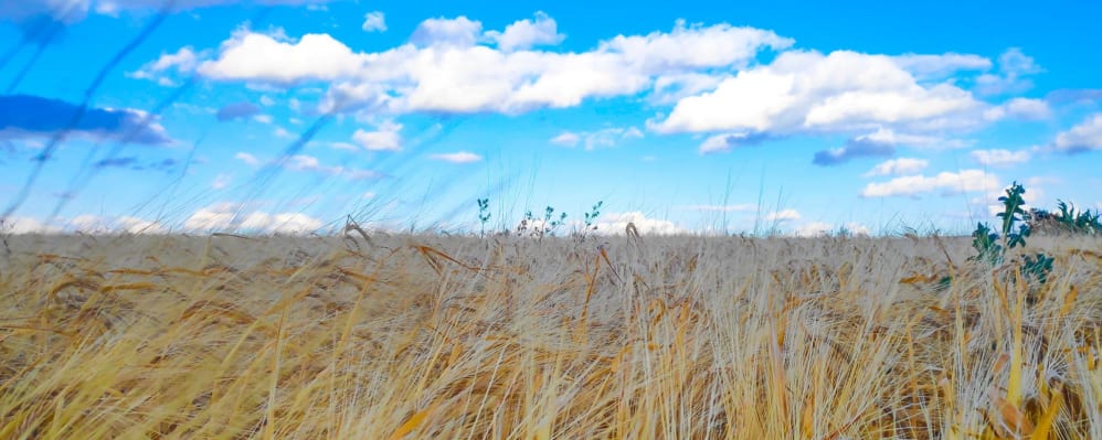 Barley field with blue sky