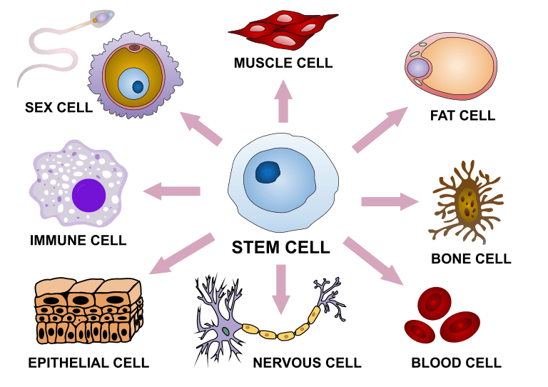 Stem cell diffrenciation diagram