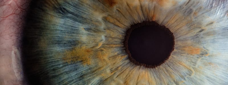 Zoomed in image of eye retina