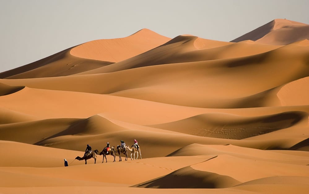Caravan of Camels in the Sahara desert